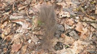 Clump of pony hair