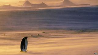 Penguin