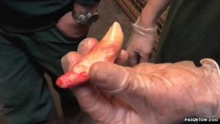 One of Indu's teeth