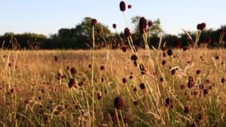 Meadow Farm
