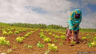 Farm worker planting crops in Lower Shabelle, southern Somalia