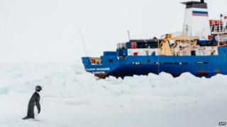 An Adelie penguin near the MV Akademik Shokalskiy