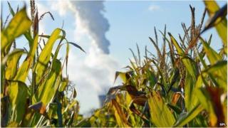 India corn