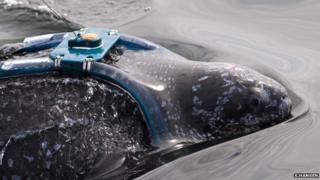 Tagged leatherback turtle (Image: Scott Hansen)
