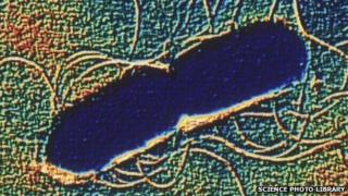 Clostridium botulinum