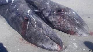 Two conjoined gray whale calves at the Ojo de Liebre lagoon, in Los Cabos resort, state of Baja California, Mexico, on January 5, 2014
