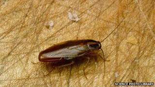 File photo of a cockroach (2006)