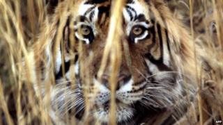 A tiger in India