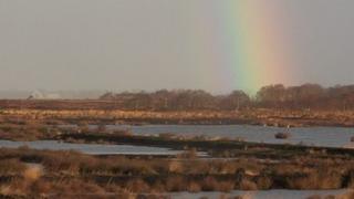 Peat bog