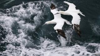 Gannet