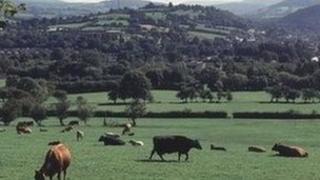 Cefn gwlad