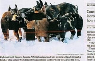 A group of pigs whose faces have been blacked out