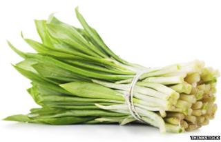 Wild garlic