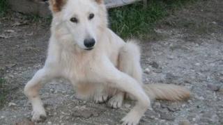 Sandy the dog