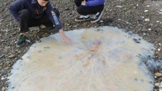 Jellyfish