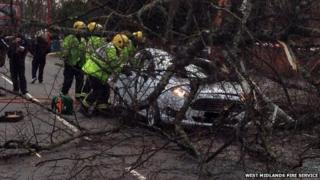 Car trapped under tree