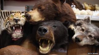 Taxidermy endangered species seized by UK Border Force officers
