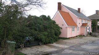 Cars under tree at Red Lion