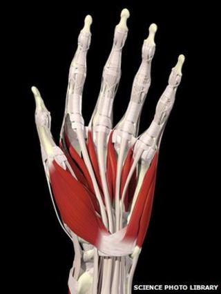 Human hand