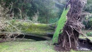 Tree brought down in storms at Stourhead