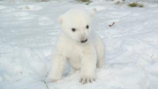 baby polar bear at Toronto zoo