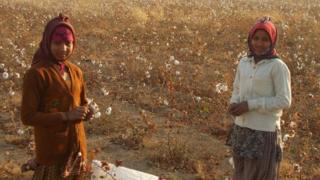 Two children picking cotton