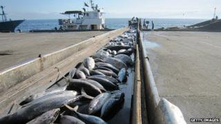 Tuna on conveyor belt