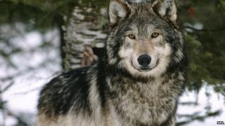 A wolf