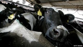 Dairy cows