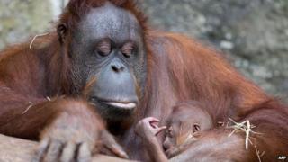 An orang-utan mother holds here baby