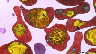 Malaria-infected red blood cells