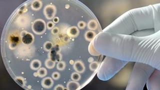 Bacteria