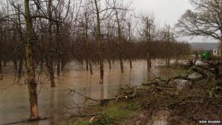 Flooded orchard in Hampton Bishop, Herefordshire
