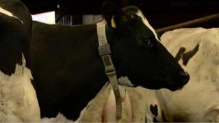 Cow with collar