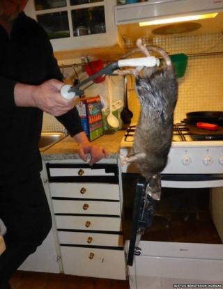 Rat caught in the home of the Korsas family in Stockholm, Sweden