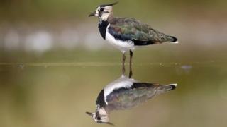 Lapwing