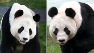 Tian Tian (right) and Yang Guang