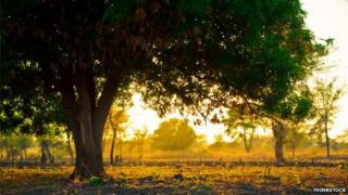 Mango tree, location unkown