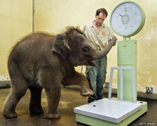 Слон направляют на весы для взвешивания