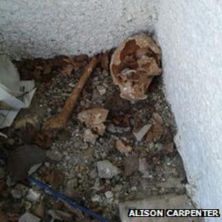 image of the bones found