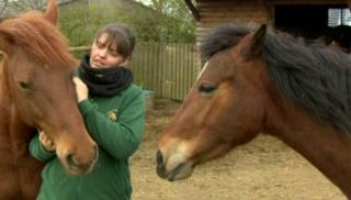 Horses being looked after