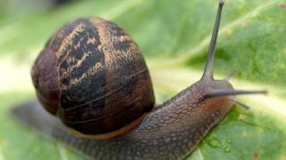 A snail