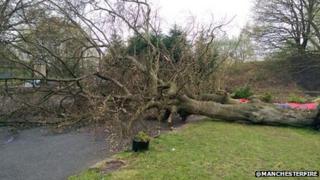 Fallen tree
