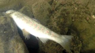 Dead trout in river Oona