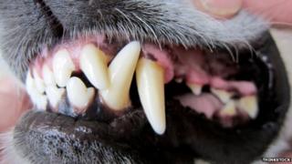 Dog teeth