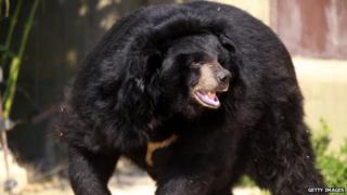 Фотография азиатского черного медведя, который содержится в зоопарке в африканском заповеднике Сигей