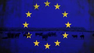 eu flag and cows
