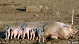 hogs