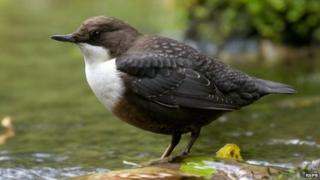 Dipper bird