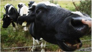 Cow on foot-and-mouth surveillance farm
